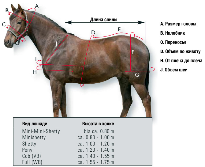 Размерные параметры лошади / Полезно / REITERWAHL - конный магазин